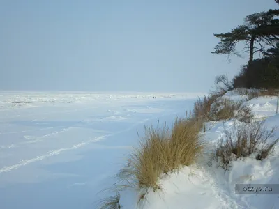 Зимние отражения природы: Фото Куршской косы в высоком разрешении