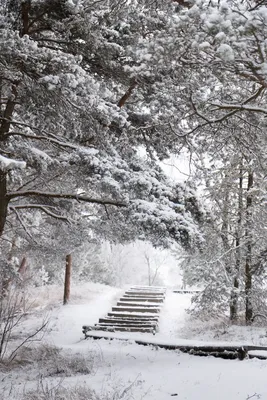 Фотографии Куршской косы зимой: Загрузите фото в формате JPG