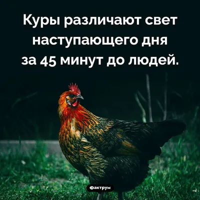 Фотографии смешных кур: смех и радость гарантированы!