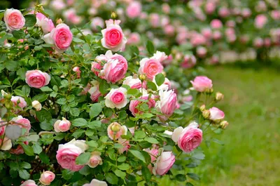 Кустарниковая роза: живописная красота на фотографии