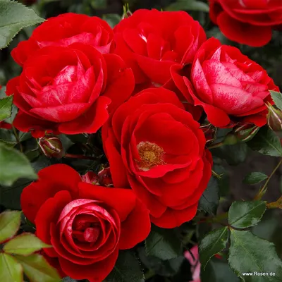 Фото розы в формате webp: идеальное сочетание цветов