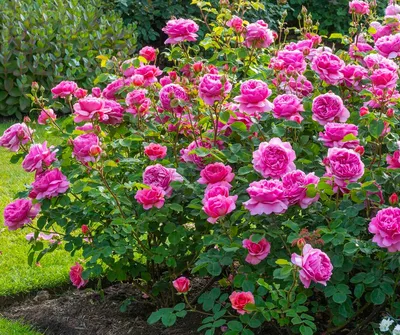 Великолепная Кустарниковая роза на изображении