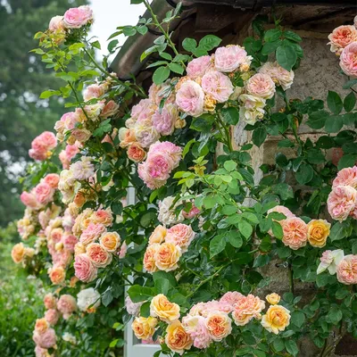 Увыполненная радужными красками Кустарниковая роза на изображении