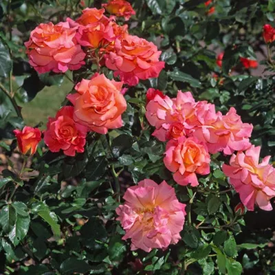 Роза Кустарниковая в png формате: насыщенность и яркость цвета