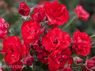 Фото розы в формате webp: живая картина с множеством оттенков