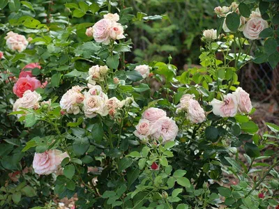 Восхитительное изображение Кустарниковой розы