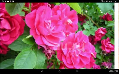 Роза Кустарниковая в png формате: глубина и насыщенность цветов