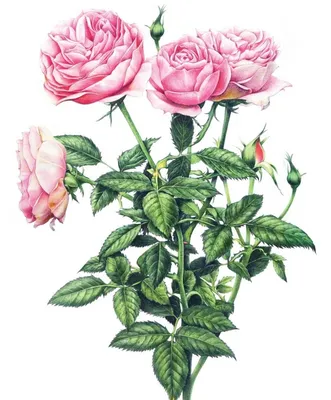Завораживающая Кустарниковая роза на фото