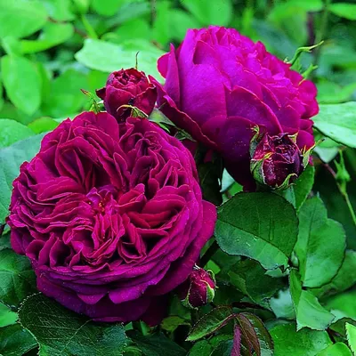 Фото розы в формате webp: потрясающая гамма цветов