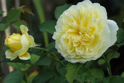 Уникальное изображение Кустарниковой розы