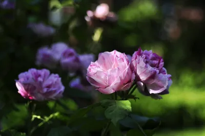 Фото розы: изысканная красота и нежность на картинке