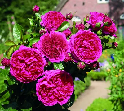 Роза Кустарниковая в png формате: богатство цвета