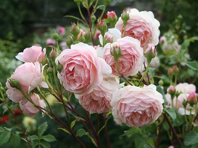 Фото розы в формате webp: истинное воплощение красоты и изящества