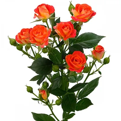 Фотография кустистой розы для декорирования вашего экрана