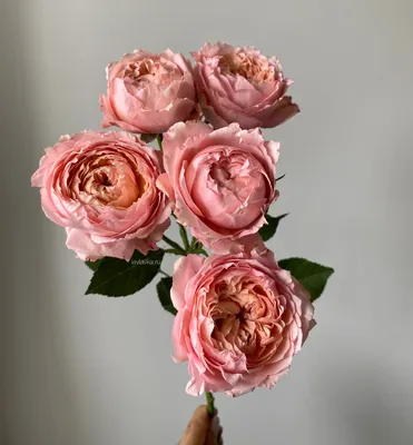 Фотка кустистой розы с изумительными деталями