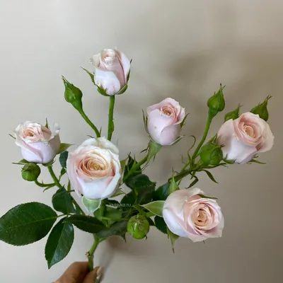 Фотография кустистой розы в png формате