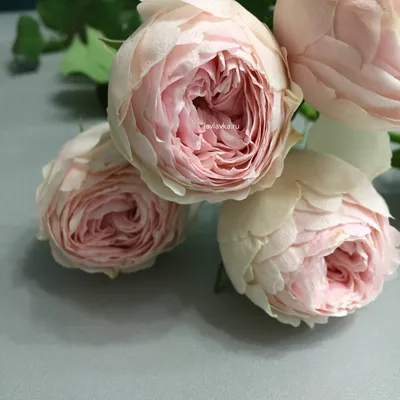 Кустовая пионовидная роза: выберите размер фото