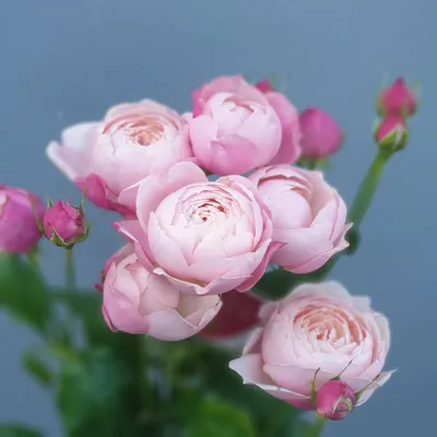 Картинка кустовой пионовидной розы в png формате