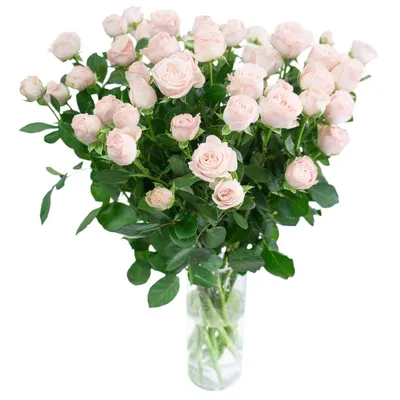Изображение кустовой пионовидной розы: выберите формат png