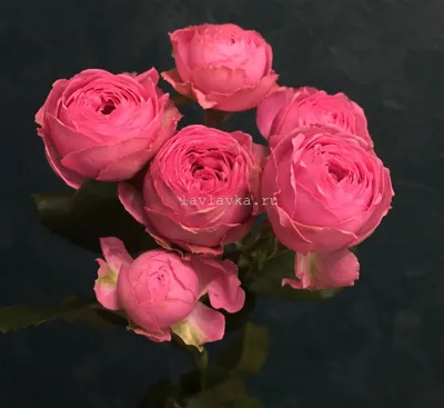 Кустовая пионовидная роза: выберите размер изображения jpg