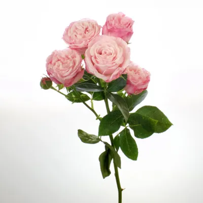 Картинка кустовой пионовидной розы в webp