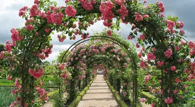 Кустовые розы на даче: фотография со средним размером файла