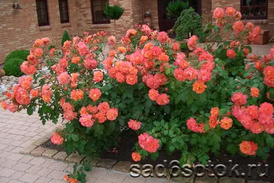 Кустовые розы на даче: скачать красивое изображение webp формата