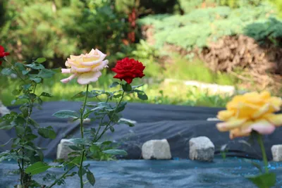 Кустовые розы на даче: фотография со средним размером в jpg