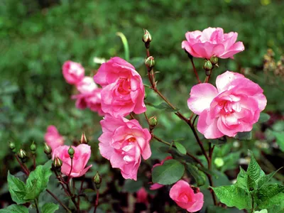 Кустовые розы на даче: картинка с прозрачным фоном в формате png