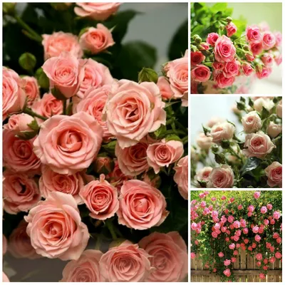 Кустовые розы на даче: фото с высоким разрешением в формате jpg