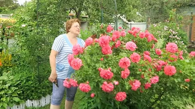 Кустовые розы на даче: скачать качественное изображение png