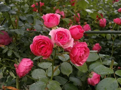Кустовые розы на даче: webp фото в высоком разрешении