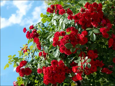 Кустовые розы на даче: красивая картинка jpg
