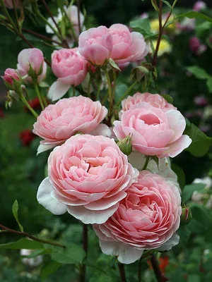 Кустовые розы на даче: webp изображение высокого разрешения