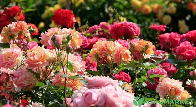 Кустовые розы на даче: прозрачное изображение png