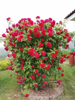Кустовые розы на даче: фотография высокого разрешения в webp