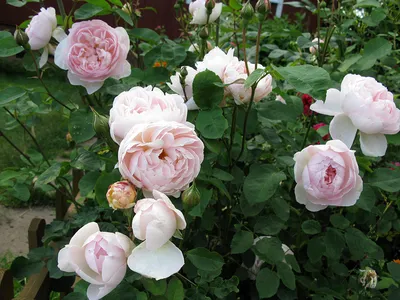 Кустовые розы на даче: красивое фото jpg