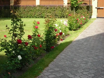 Кустовые розы на даче: фото среднего размера в jpg