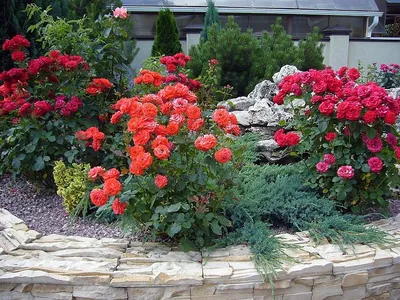 Кустовые розы на даче: изображение png для скачивания