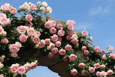 Кустовые розы на даче: скачать изображение в формате webp