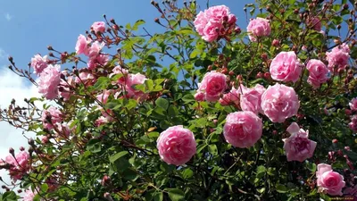 Кустовые розы на даче: фотка с высоким разрешением в jpg
