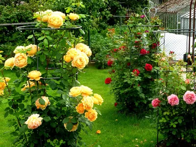 Кустовые розы на даче: прекрасное изображение в png