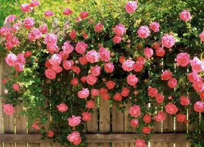 Кустовые розы в саду: Превосходные фотографии роз в высоком разрешении