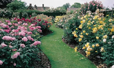 Кустовые розы в саду фотографии