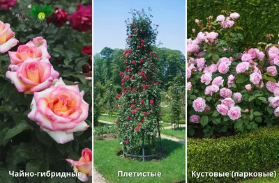 Фото прекрасных кустовых роз в саду: Множество вариантов для вашего выбора