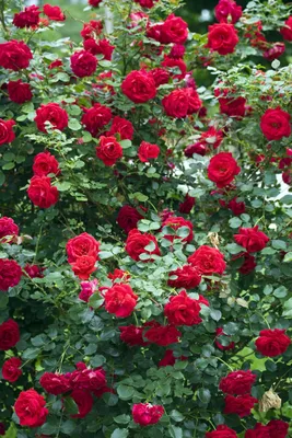 Кусты роз в саду: Великолепные изображения с широким выбором размеров