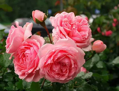 Фотографии кустовых роз в саду: Возможность выбора формата для скачивания