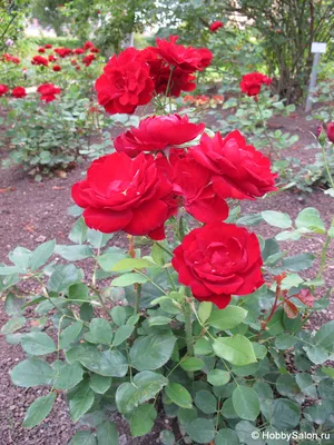 Кустовые розы в саду: Высокорезолюционные фото в различных форматах