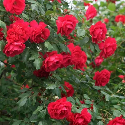 Фото роз в саду: Превосходное изображение, доступное во всех популярных форматах