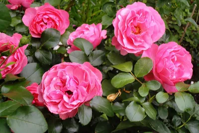 Изображения кустовых роз в саду: Рассмотрите все варианты размеров и форматов